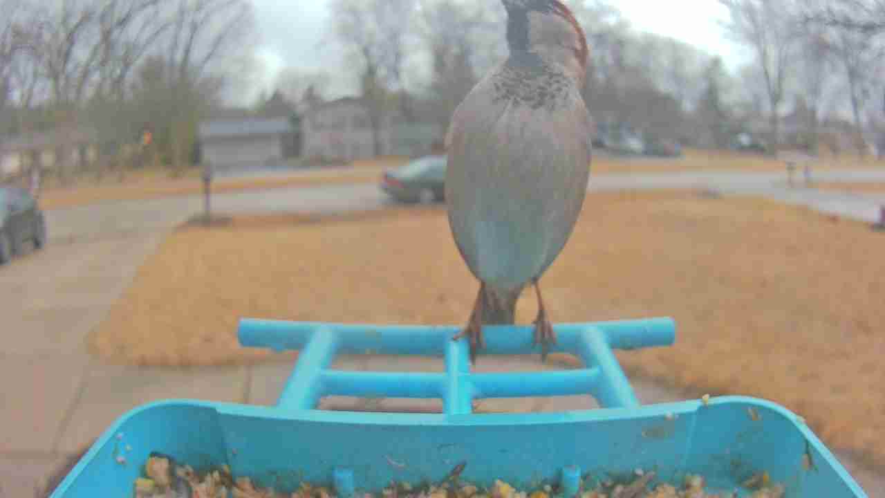 Bird at feeder