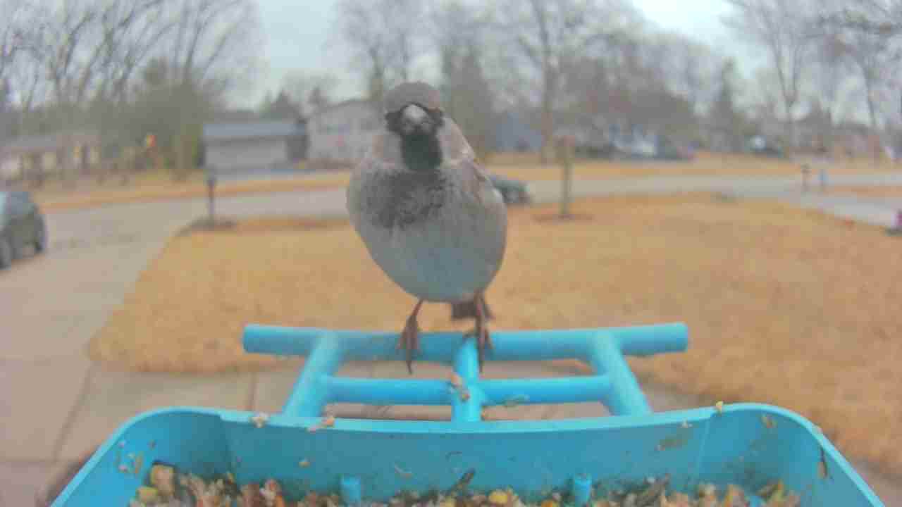 Bird at feeder