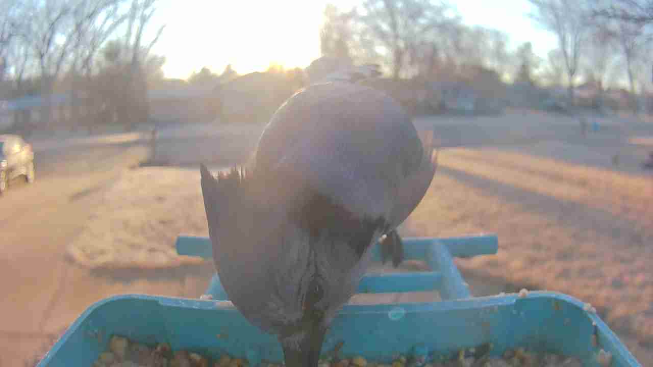 Bird at feeder