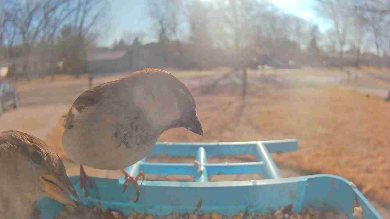 Bird at feeder
