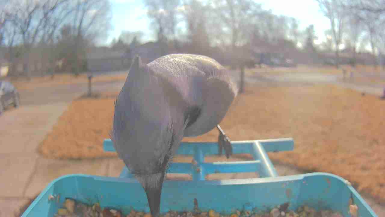 Bird at feeder