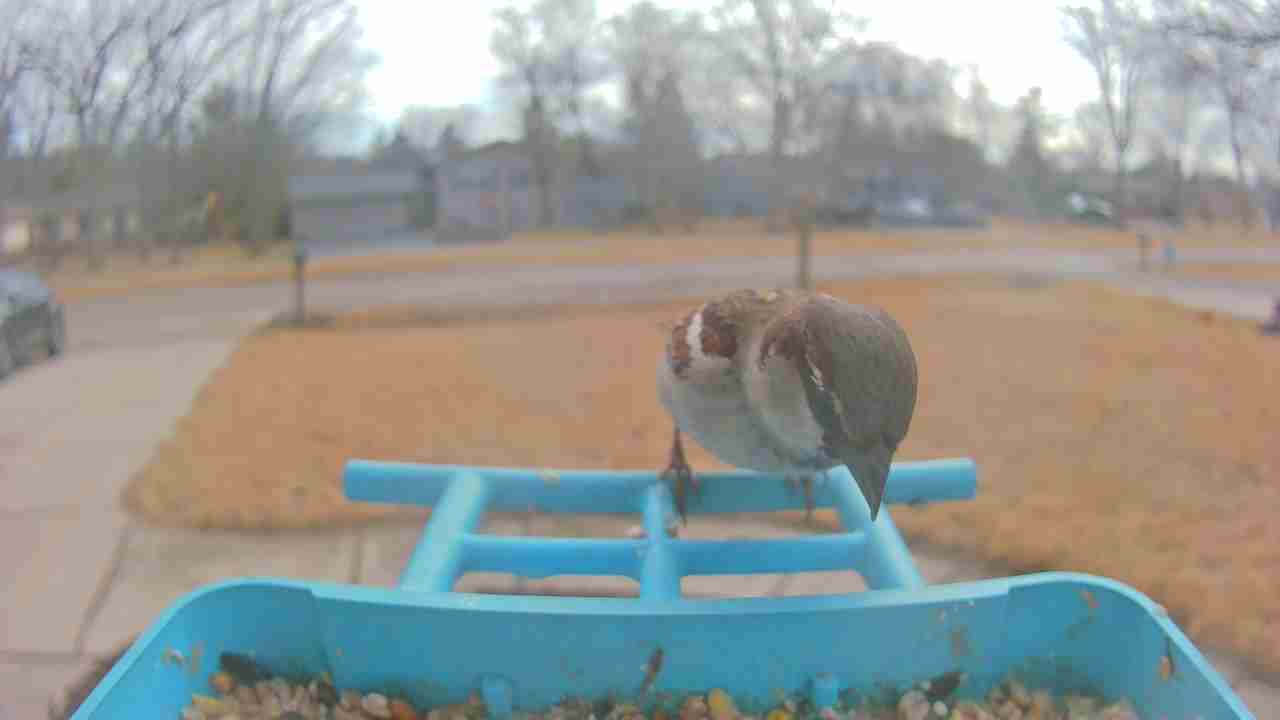 Bird at feeder