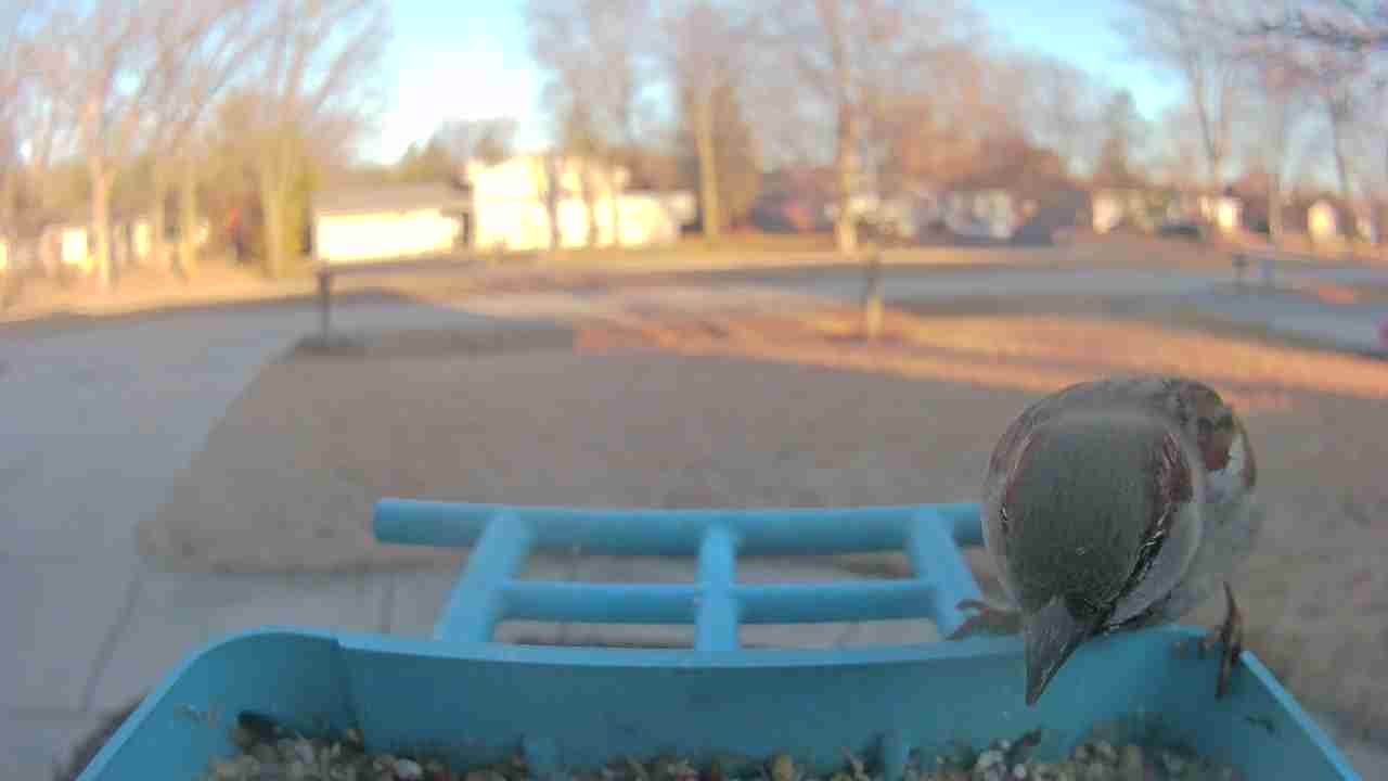 Bird at feeder