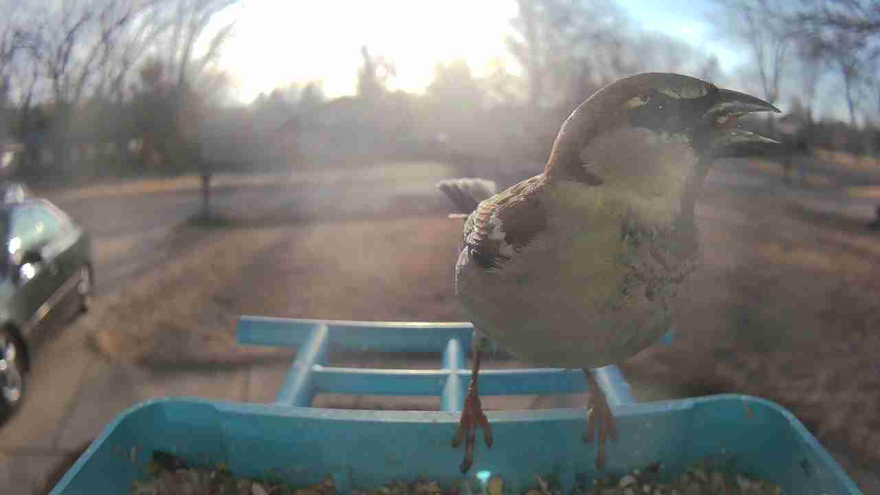 Bird at feeder