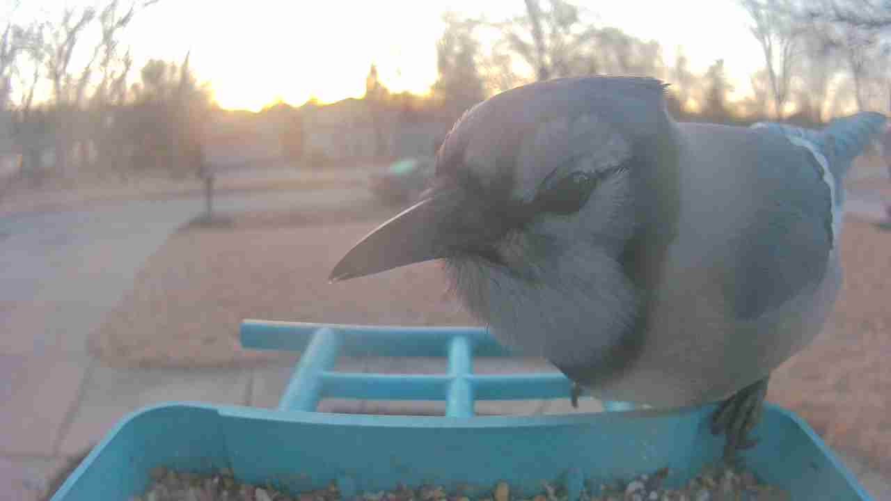 Bird at feeder