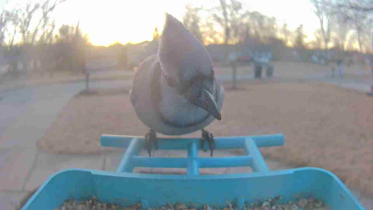 Bird at feeder
