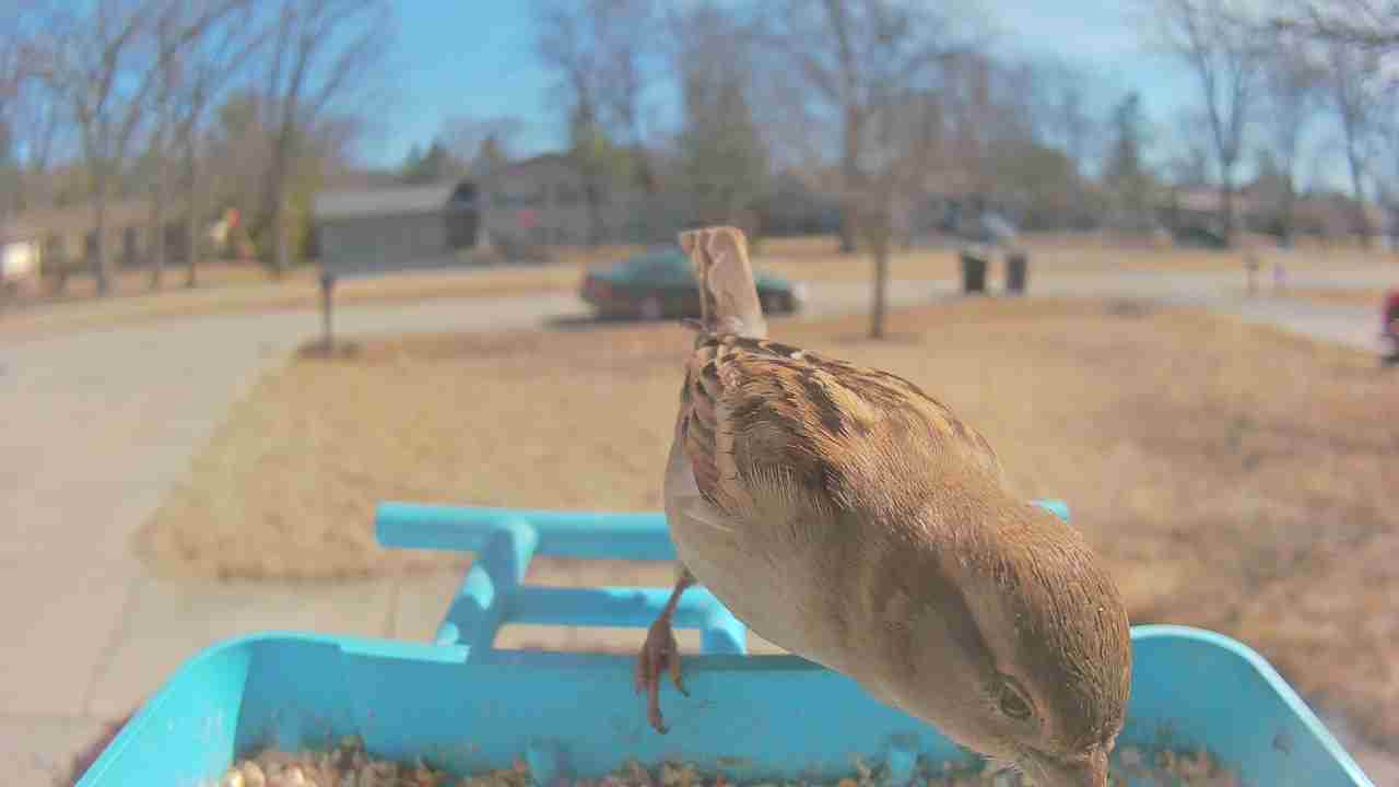 Bird at feeder