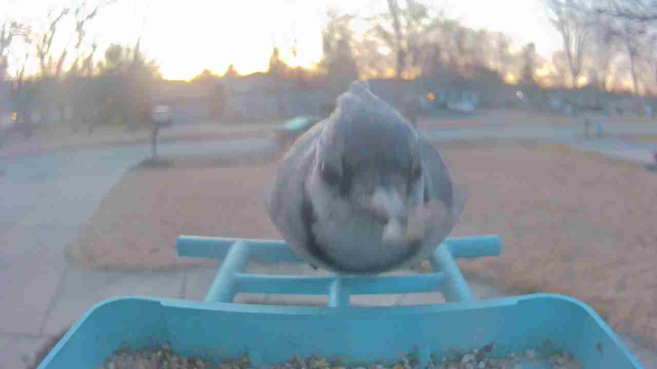 Bird at feeder