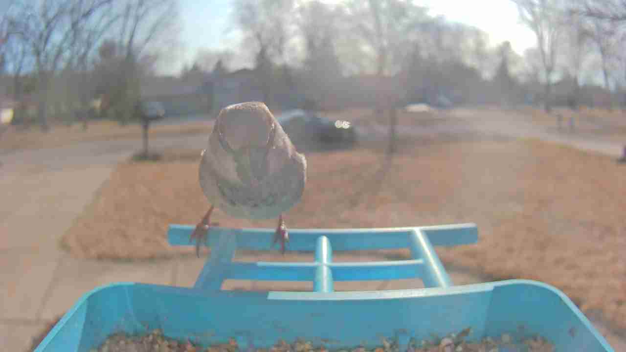 Bird at feeder