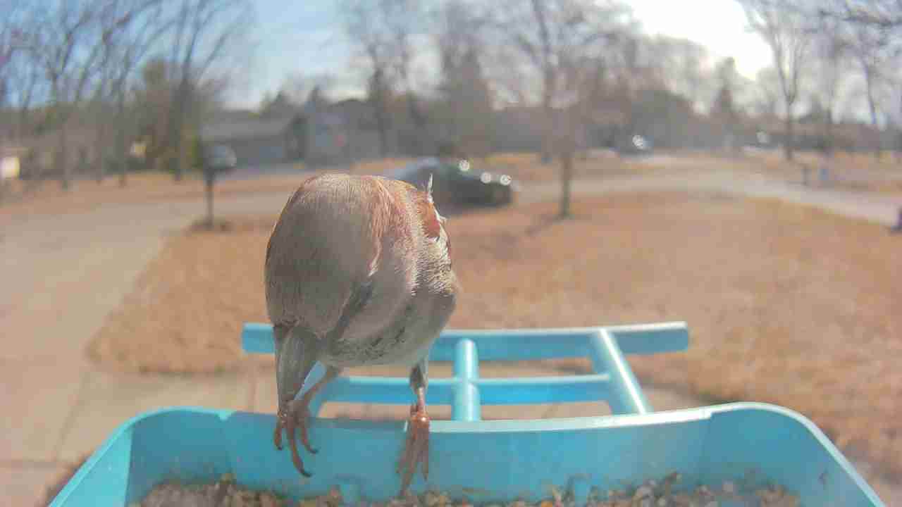 Bird at feeder