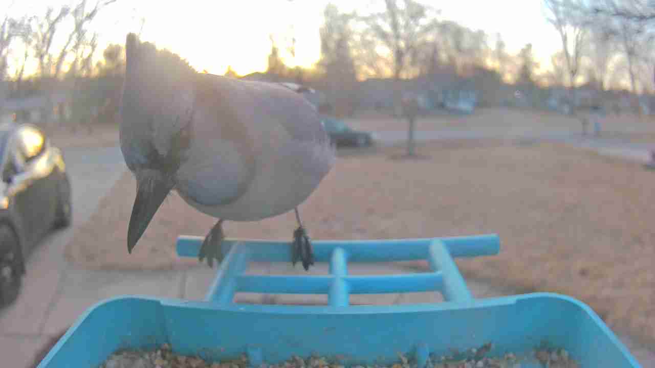 Bird at feeder