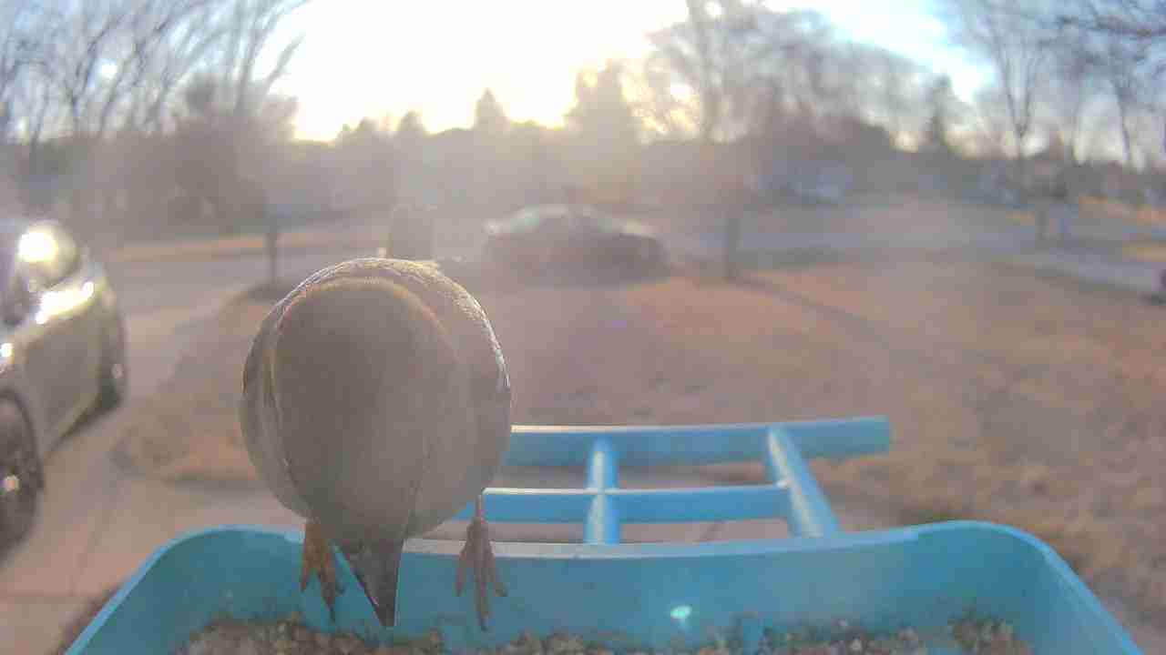 Bird at feeder