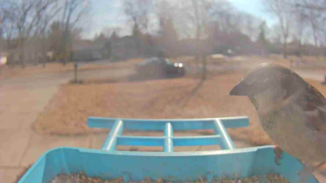 Bird at feeder