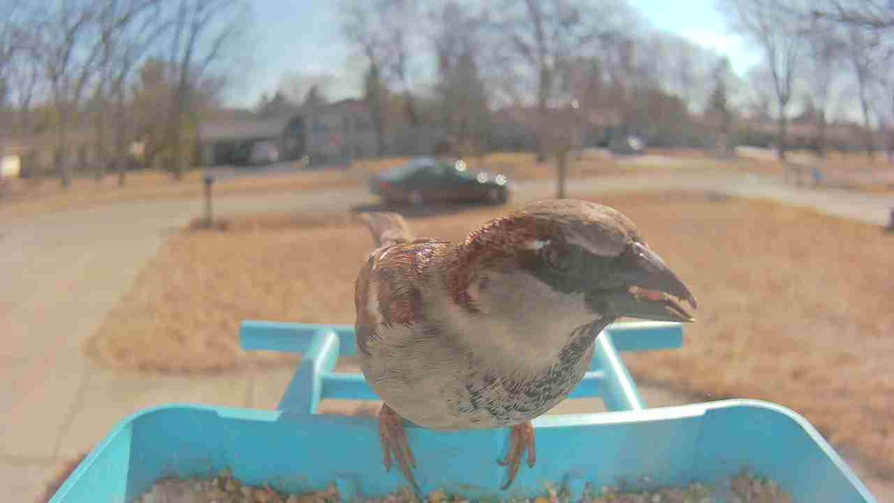 Bird at feeder