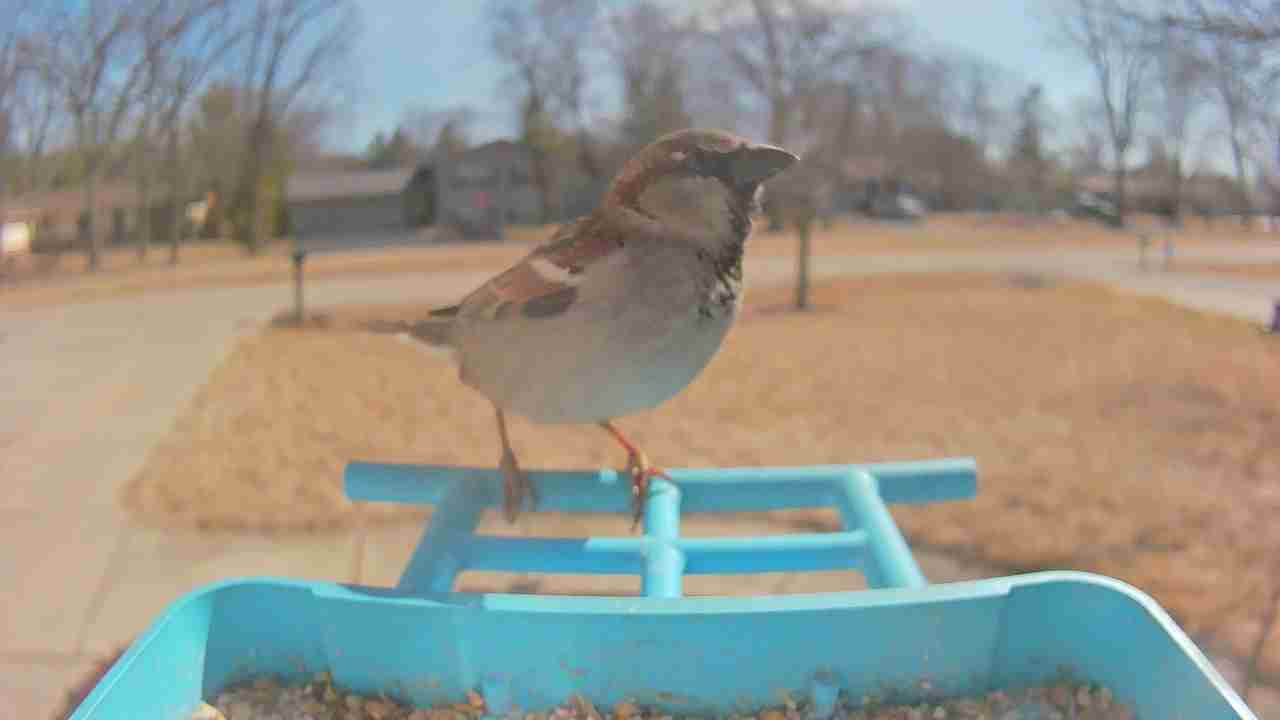 Bird at feeder