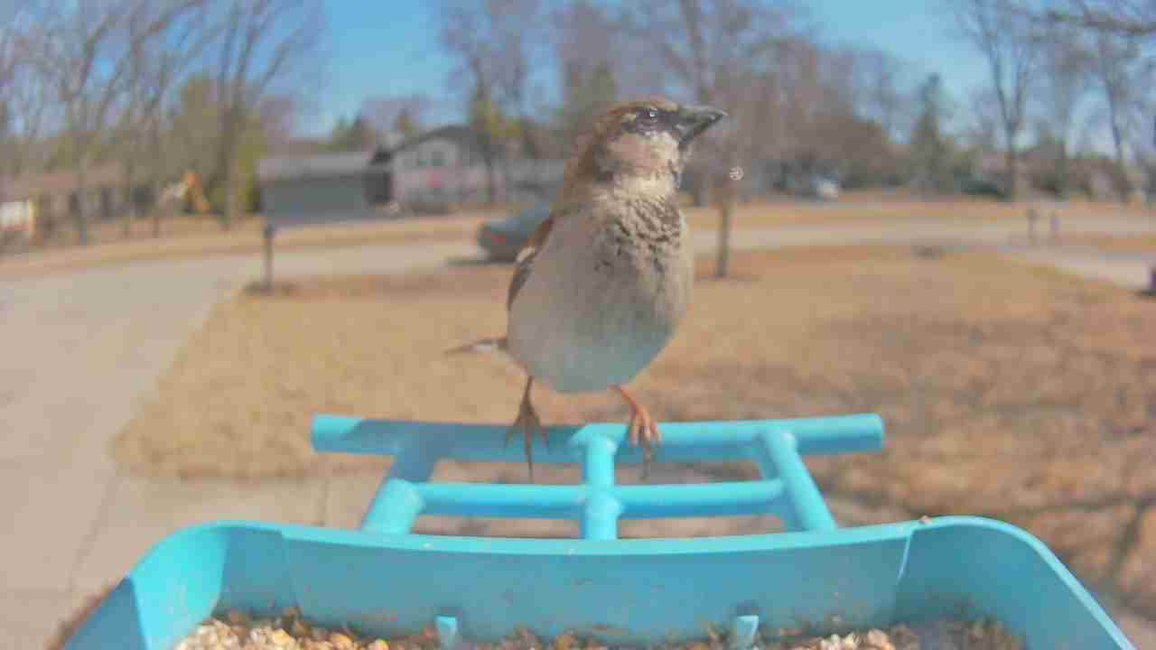 Bird at feeder