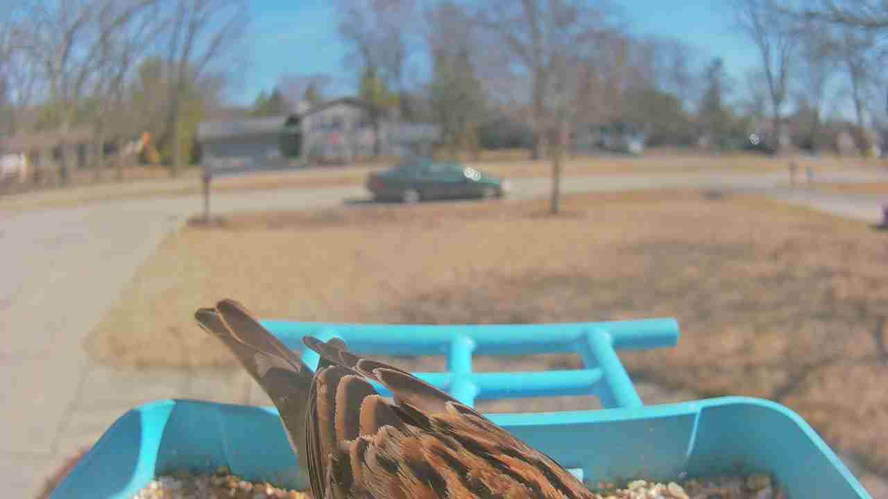Bird at feeder