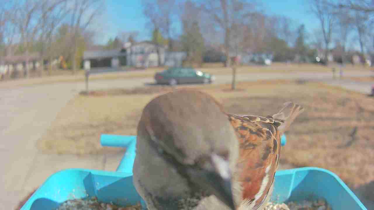 Bird at feeder