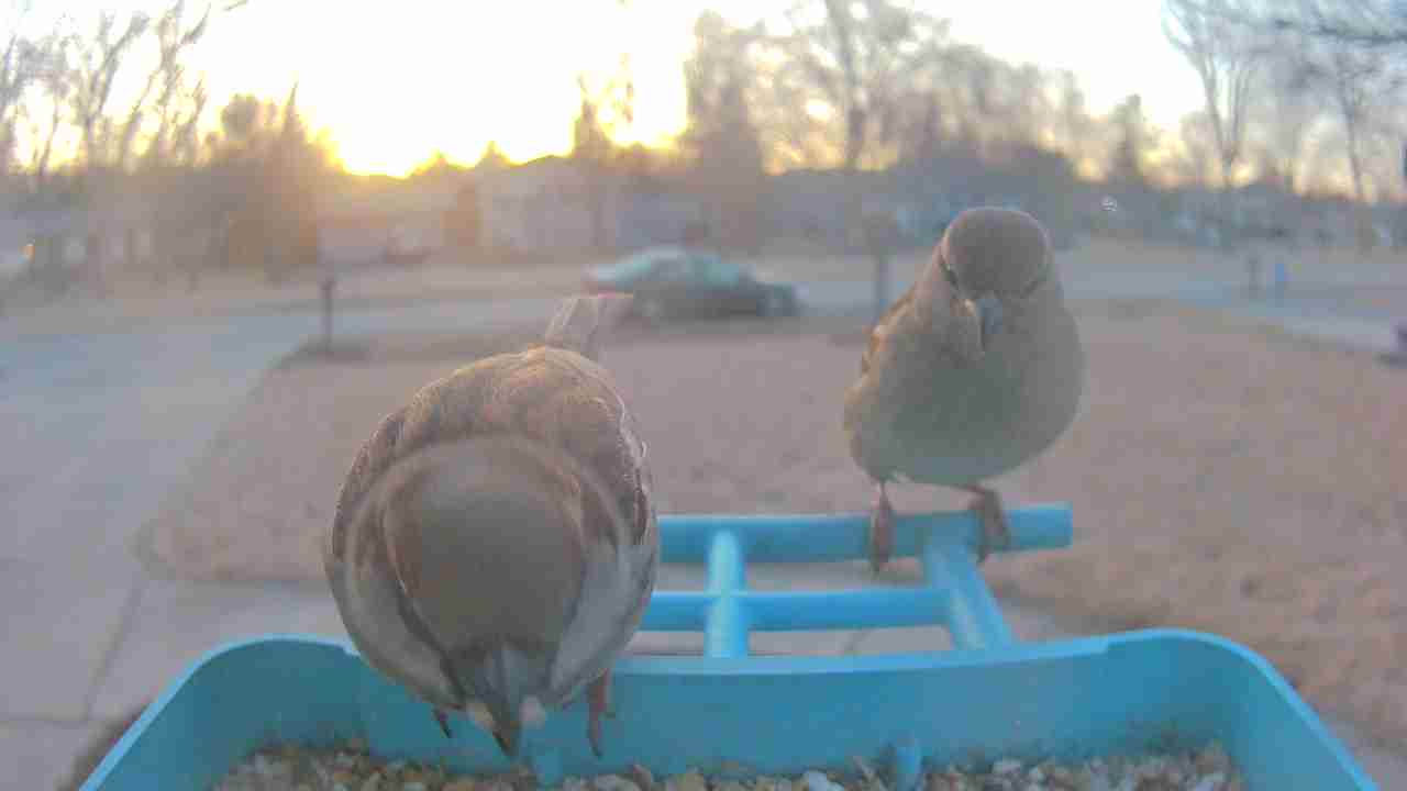 Bird at feeder