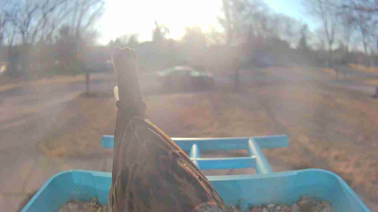 Bird at feeder