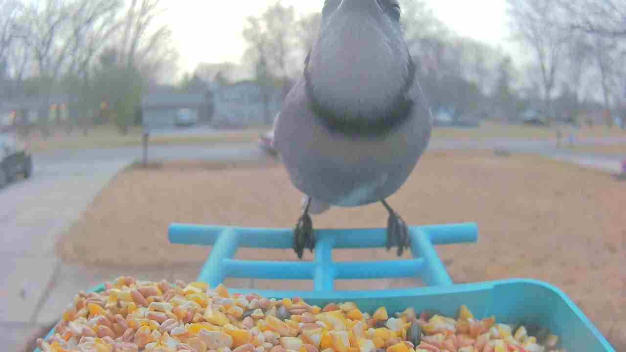 Bird at feeder