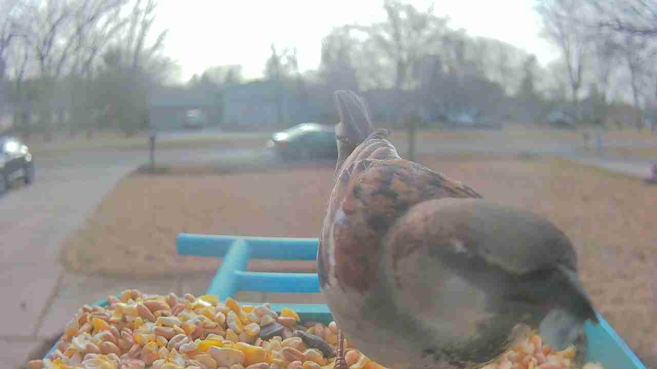 Bird at feeder