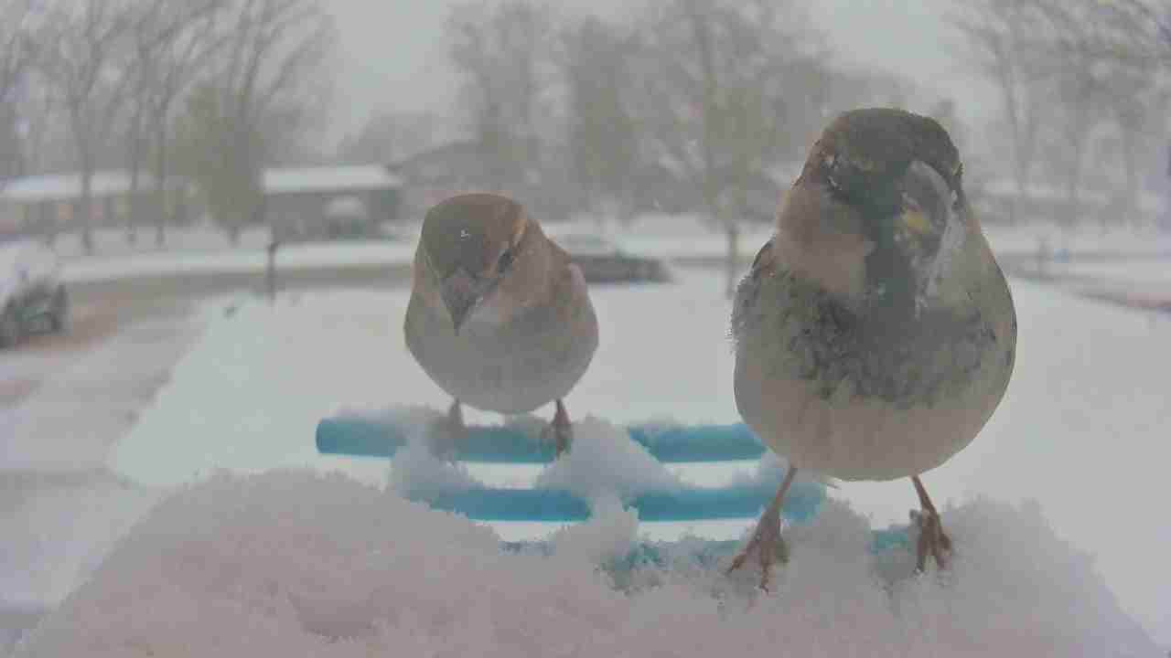 Bird at feeder