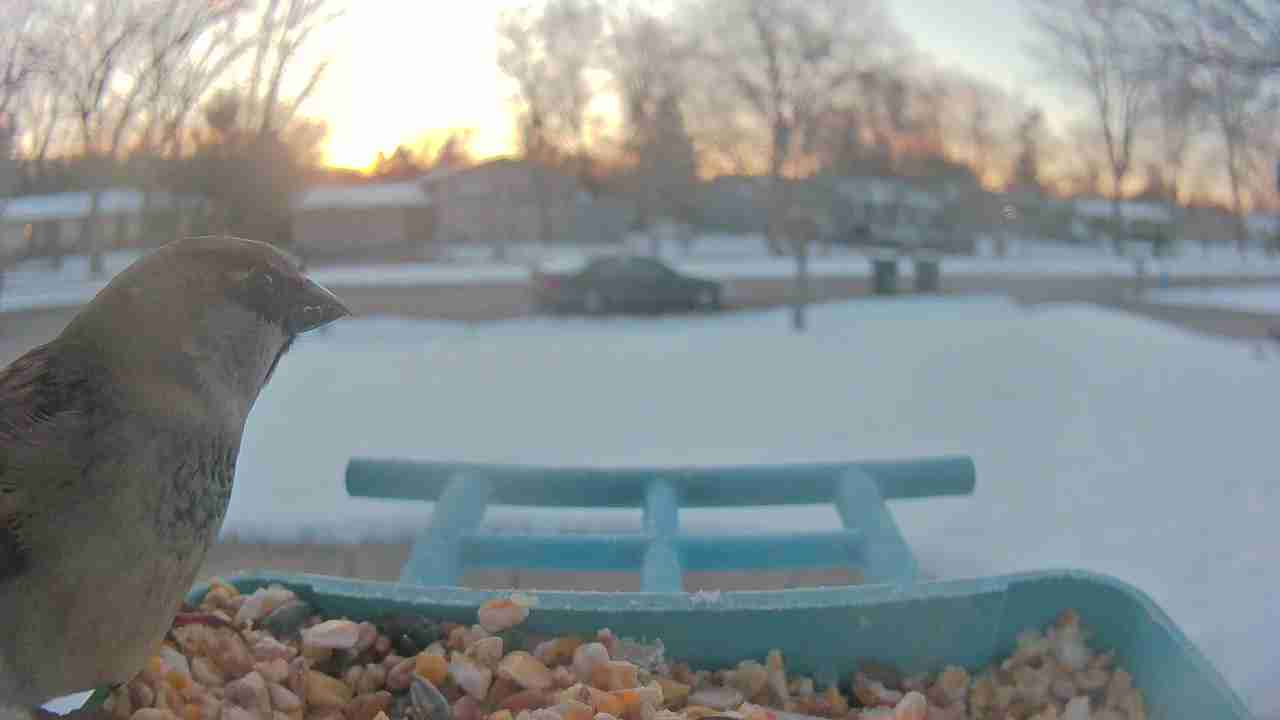 Bird at feeder