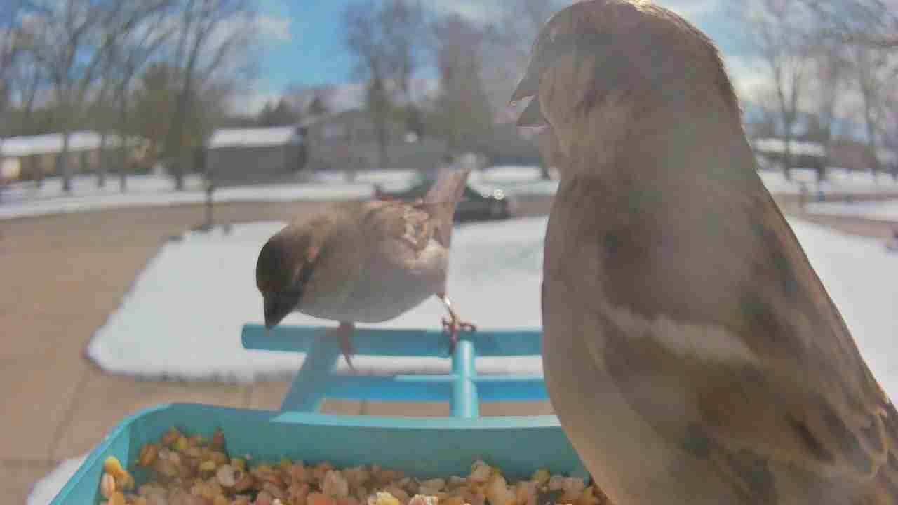 Bird at feeder