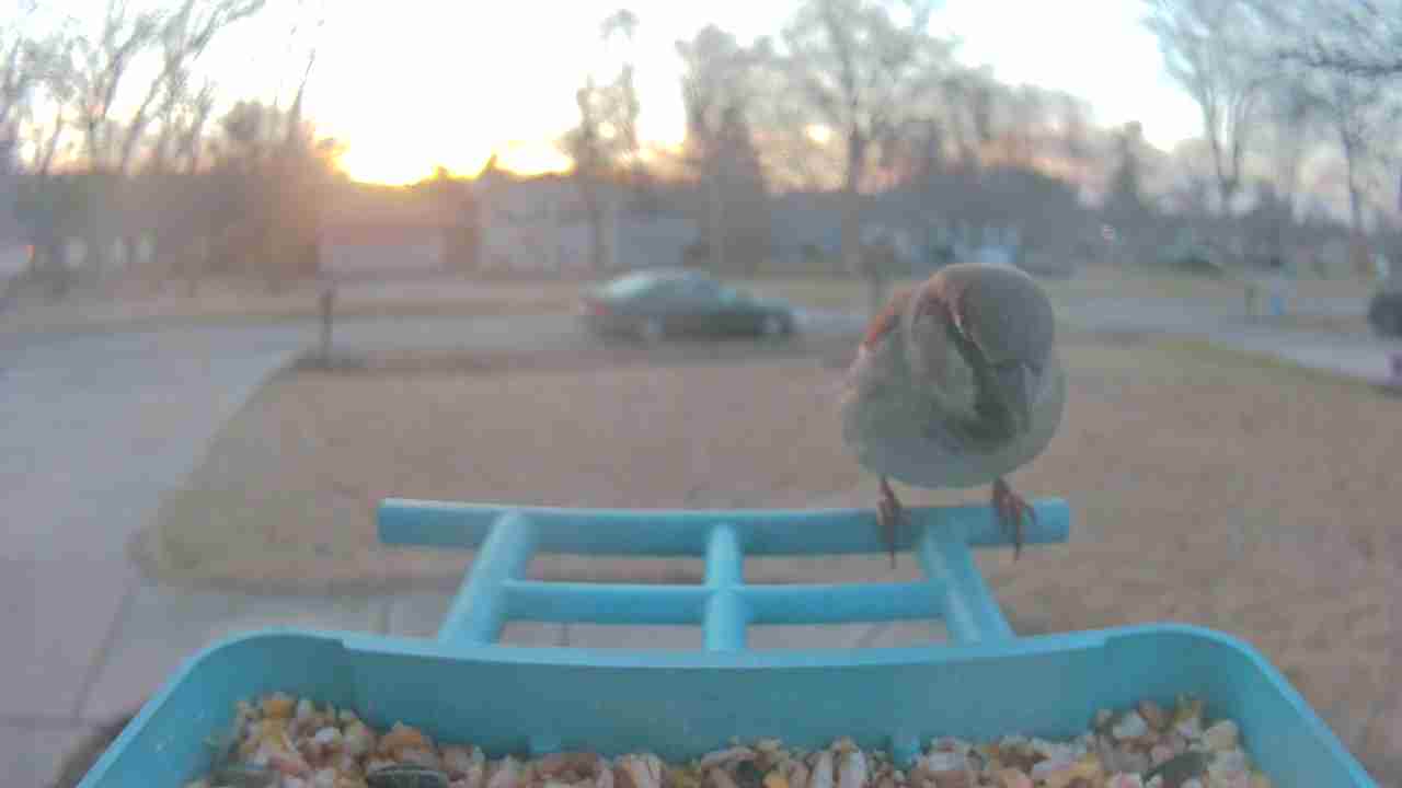 Bird at feeder