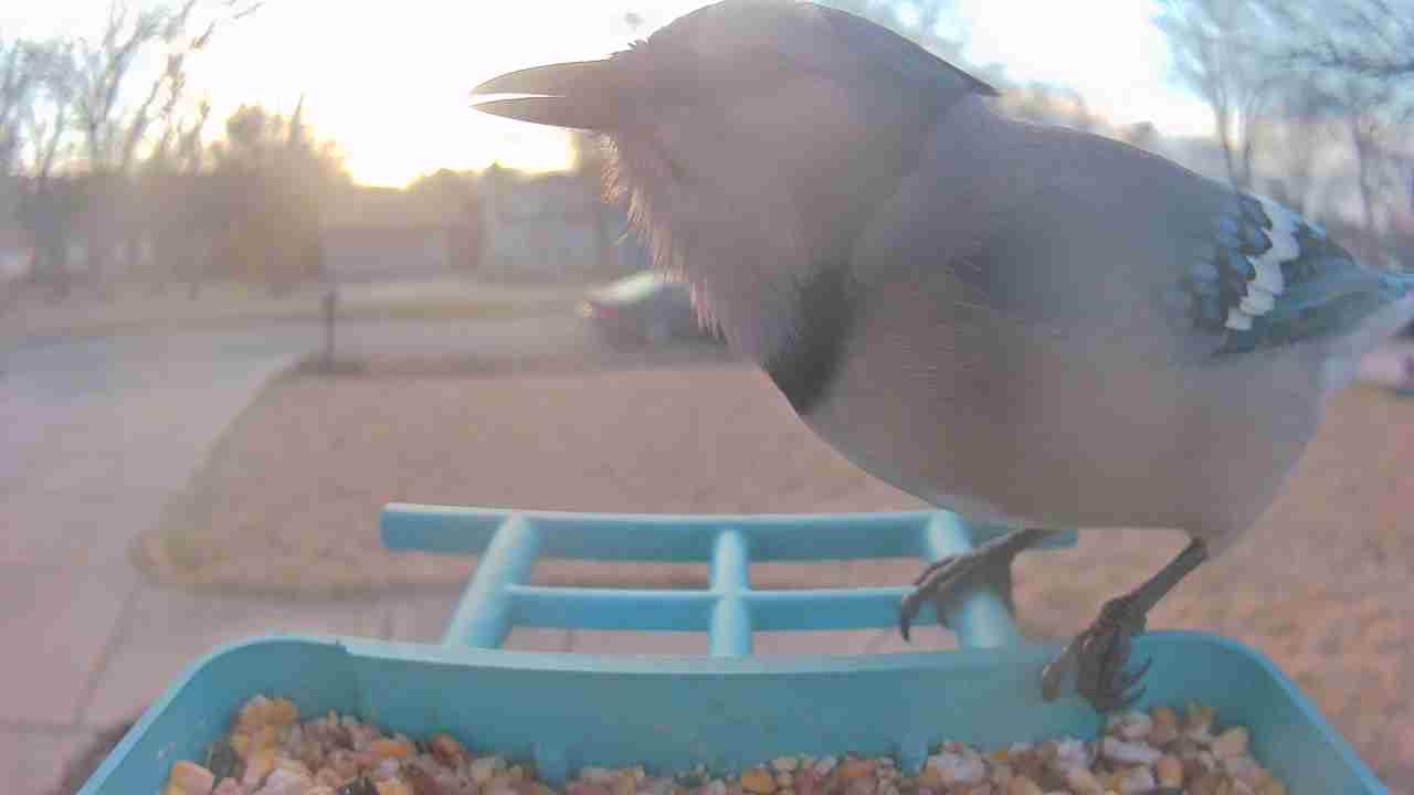 Bird at feeder