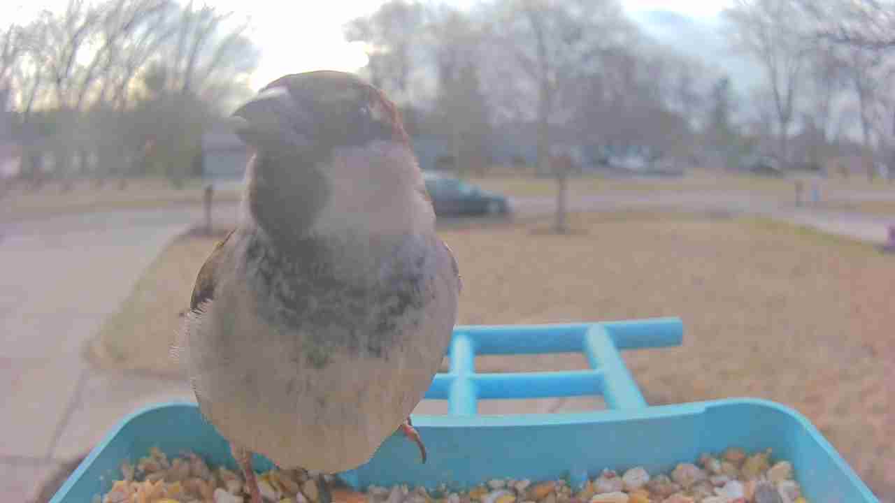 Bird at feeder