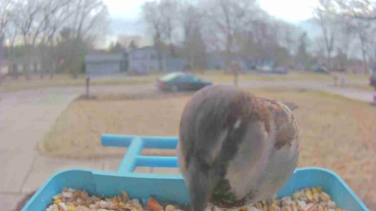Bird at feeder