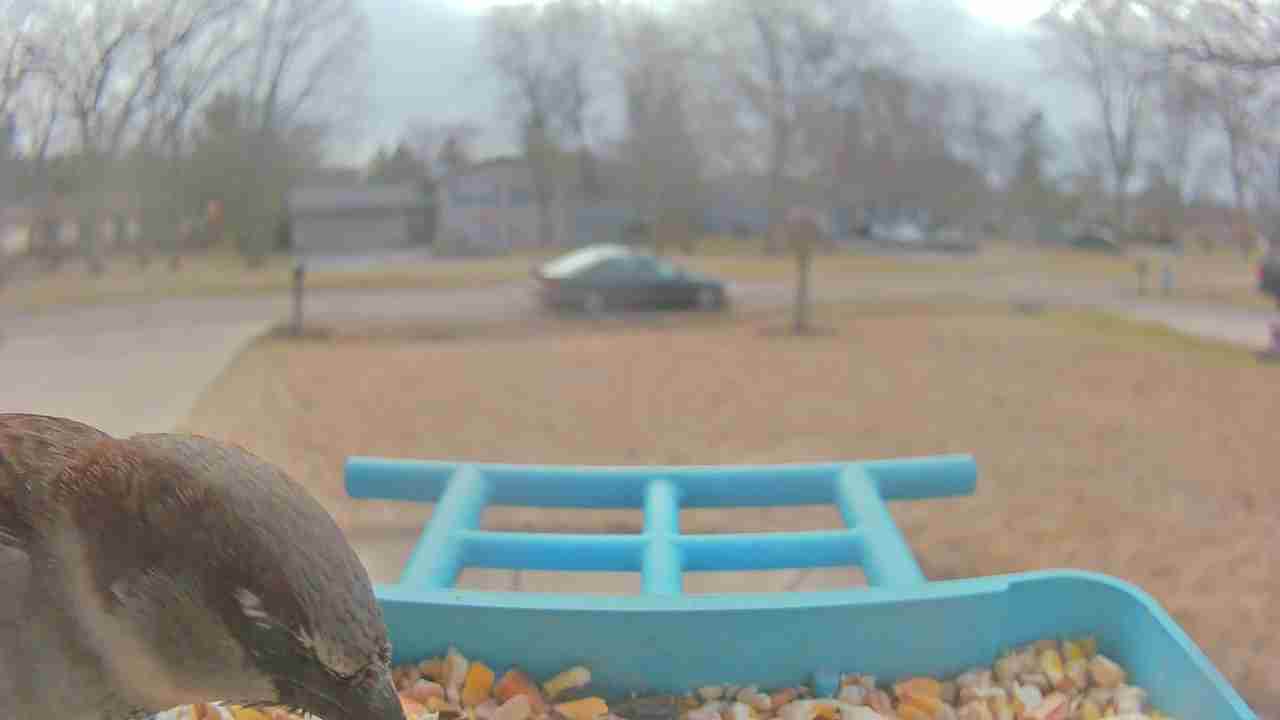 Bird at feeder