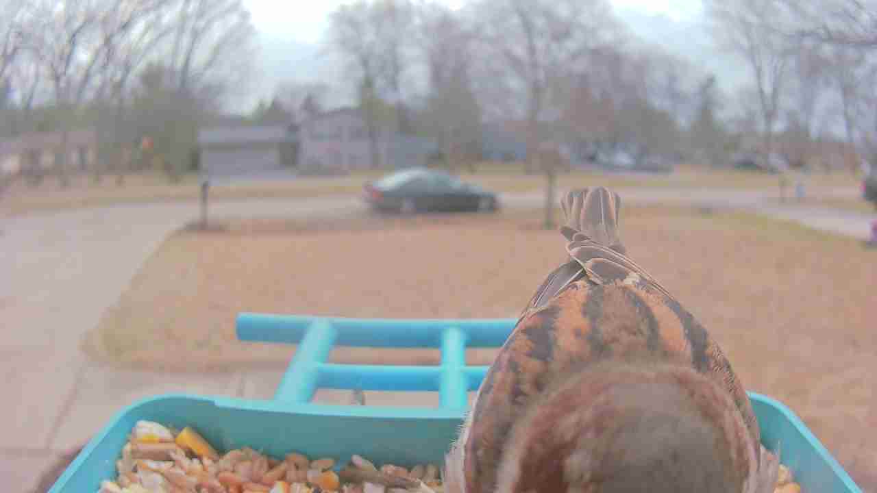 Bird at feeder