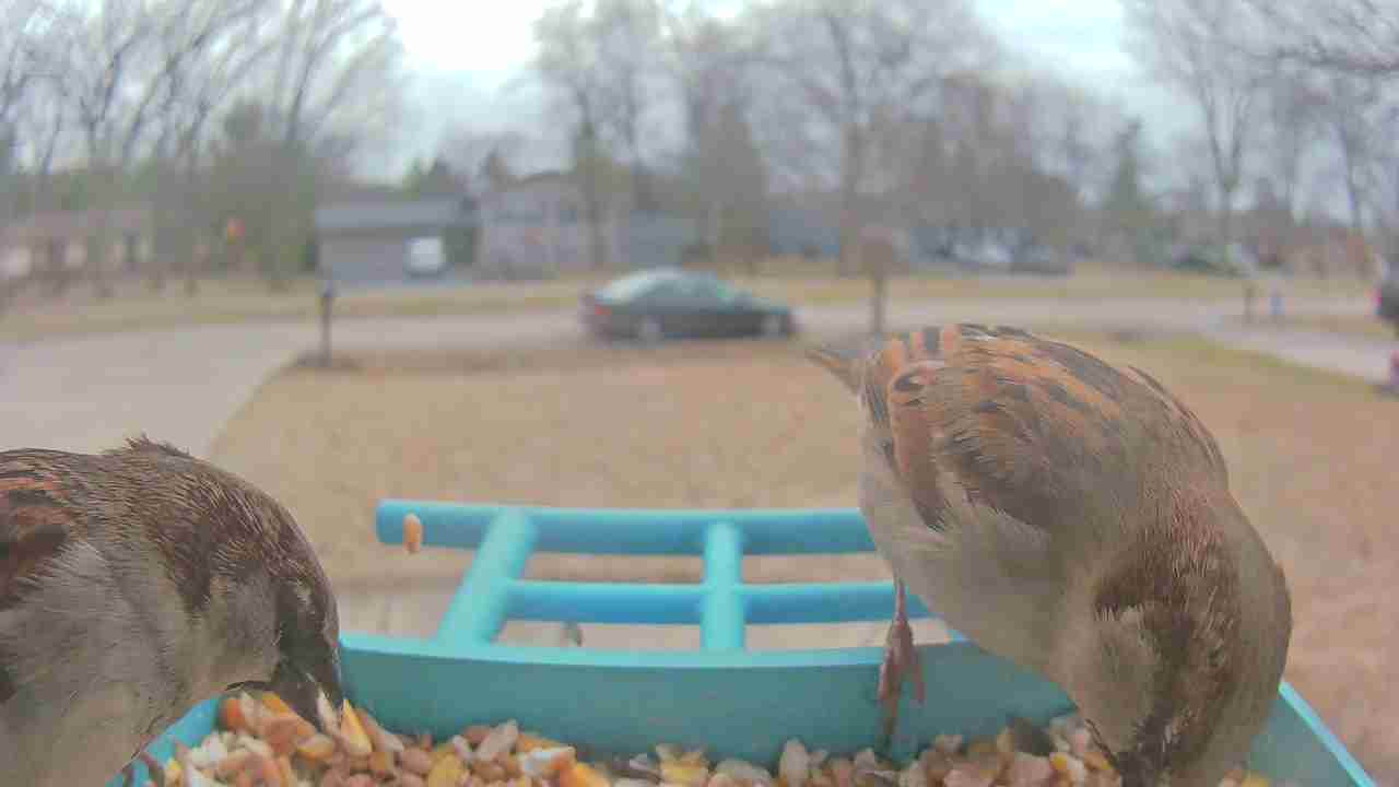 Bird at feeder