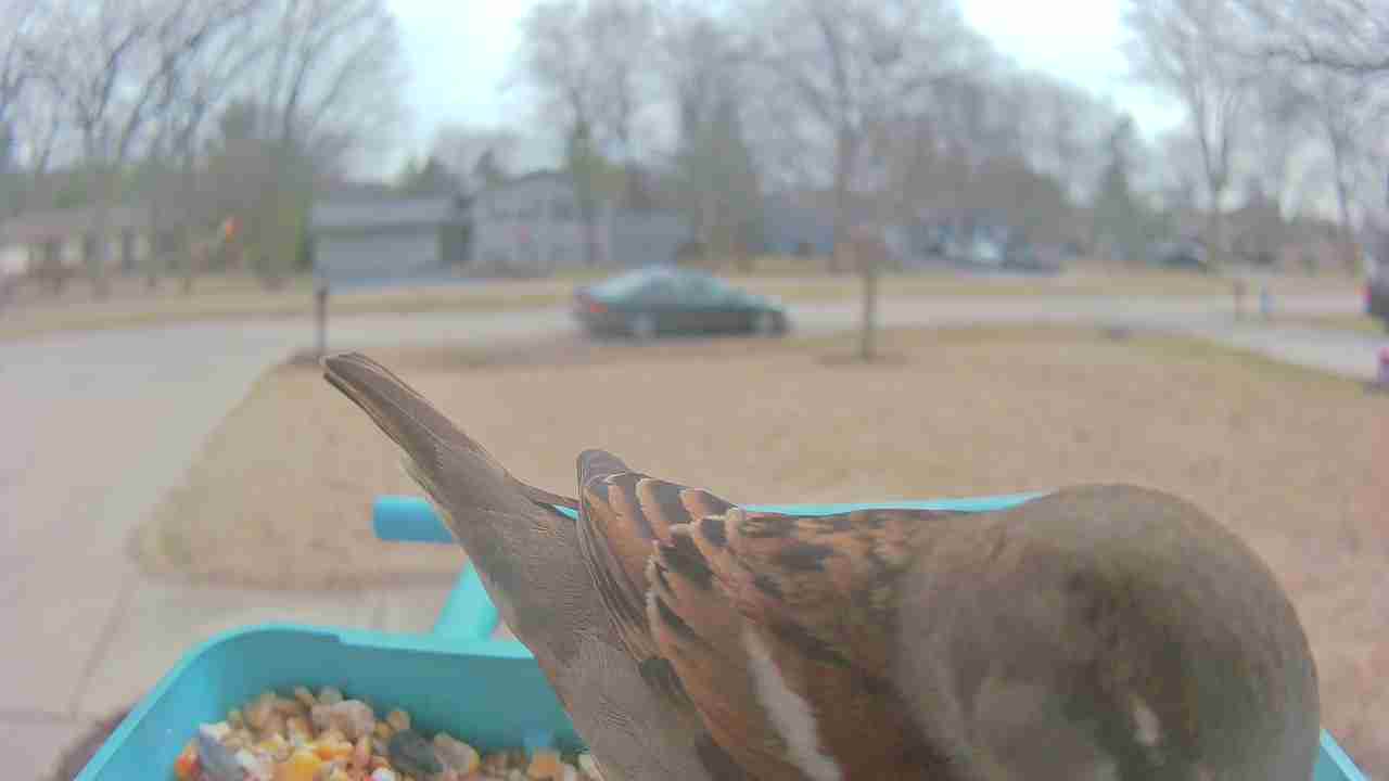 Bird at feeder