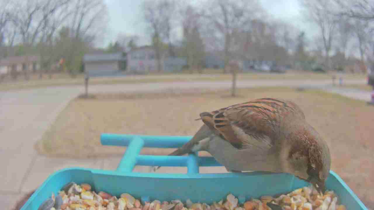 Bird at feeder