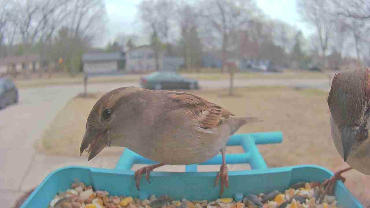 Bird at feeder