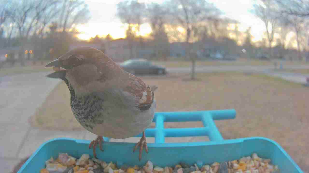 Bird at feeder