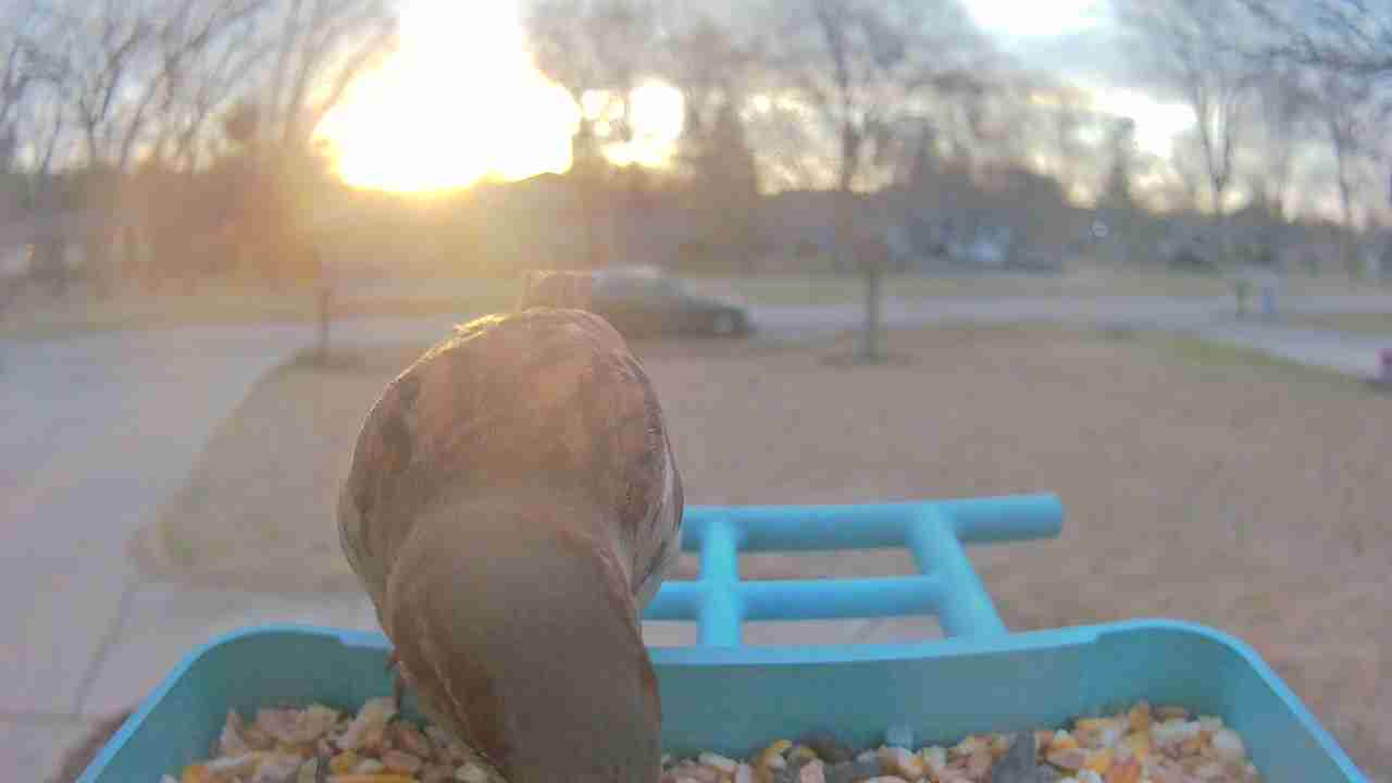 Bird at feeder