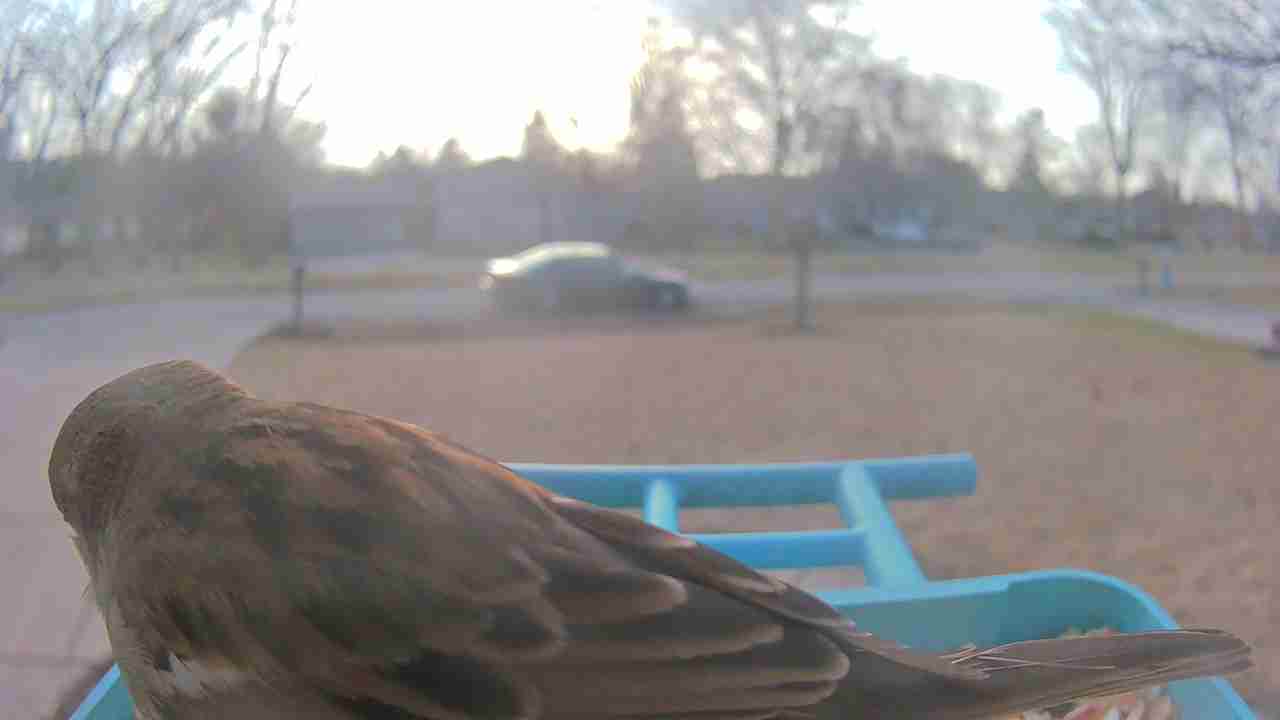 Bird at feeder