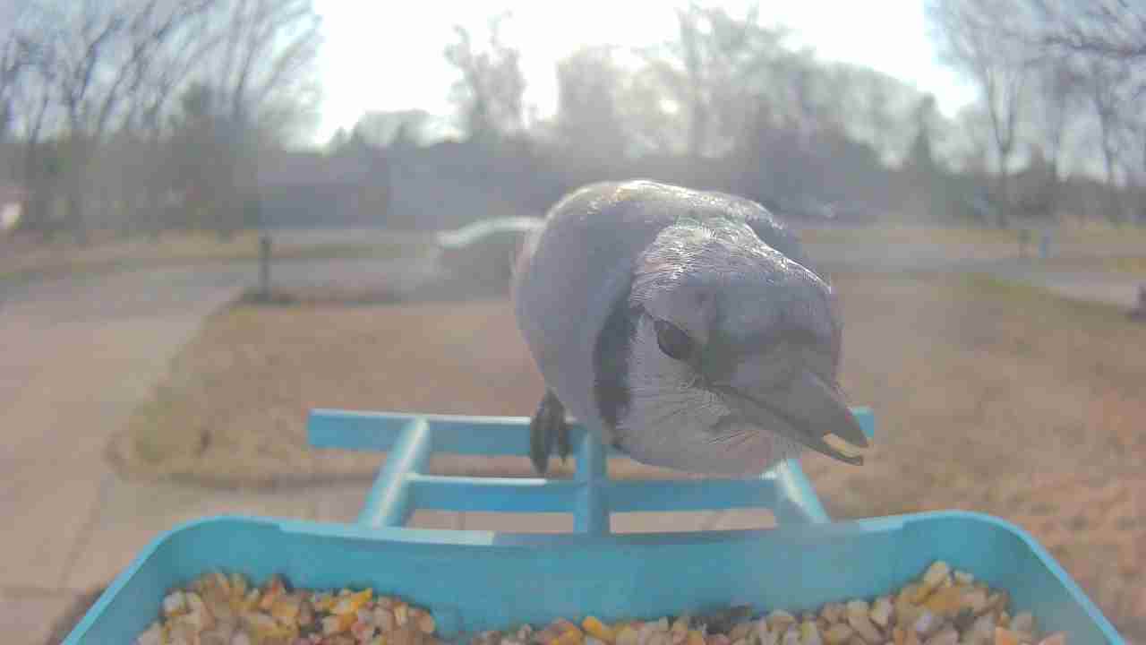Bird at feeder