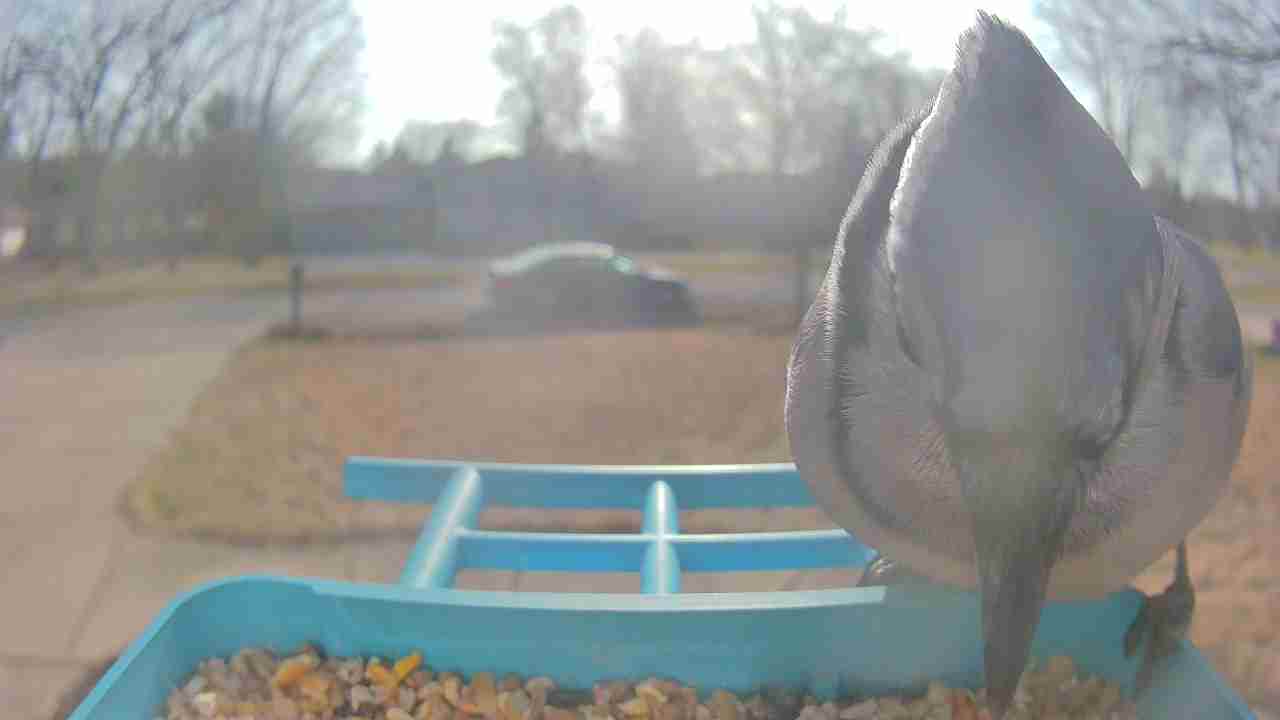 Bird at feeder
