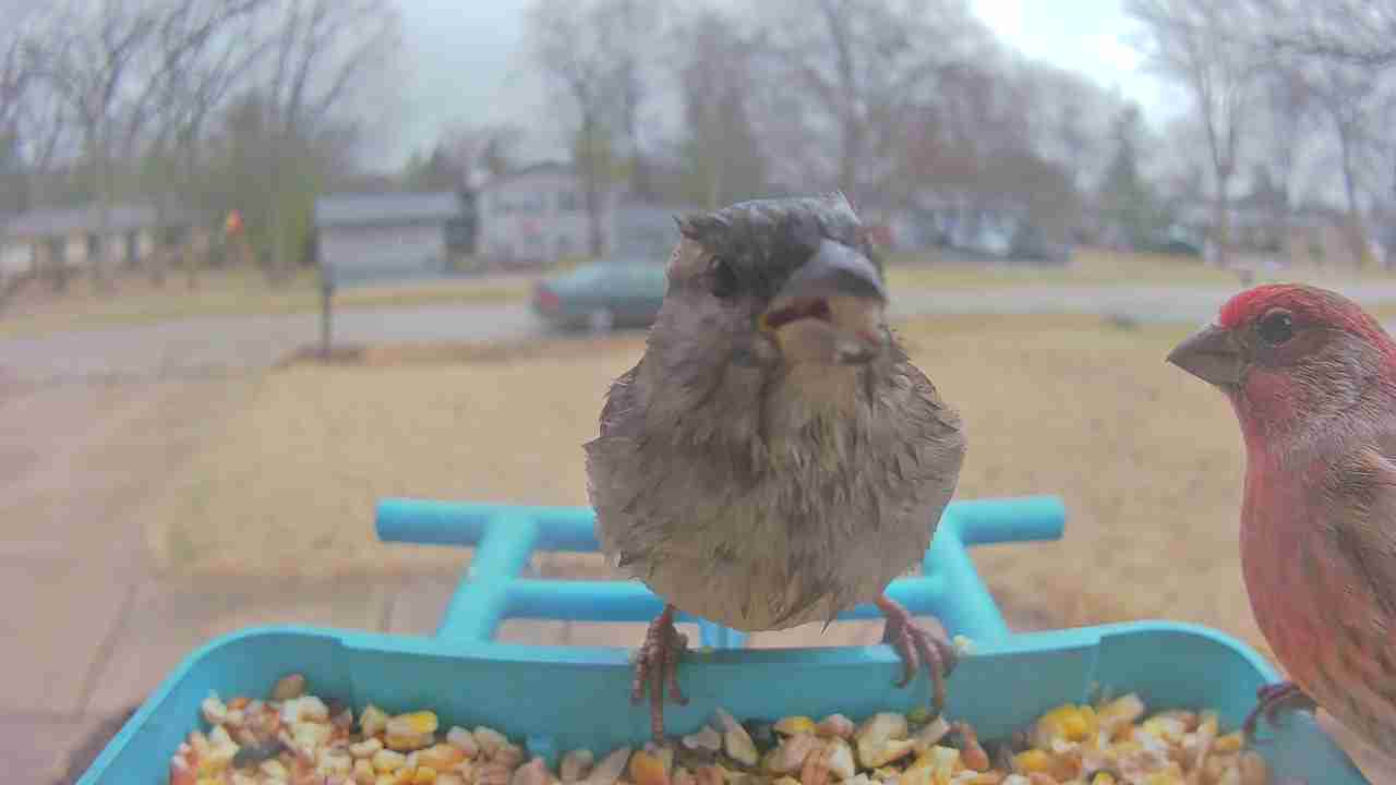 Bird at feeder