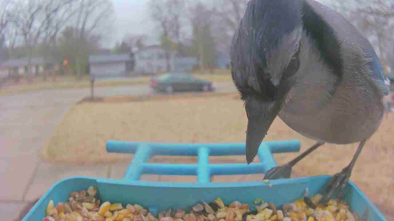 Bird at feeder