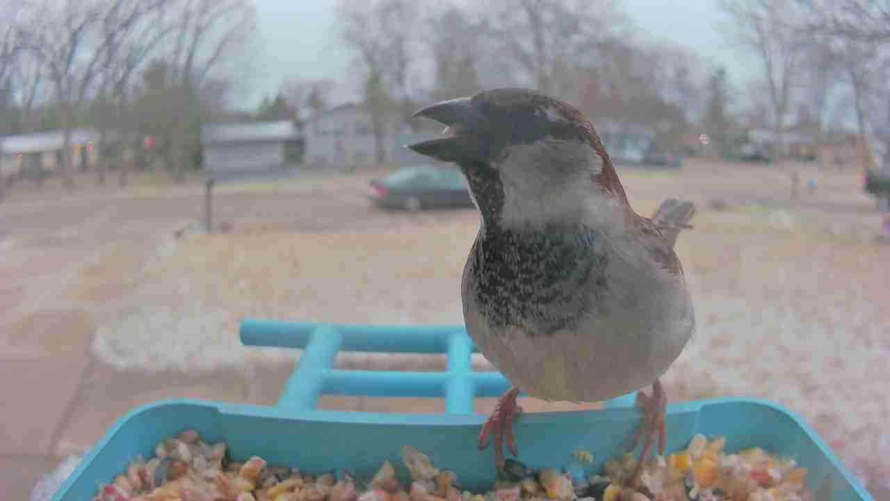 Bird at feeder
