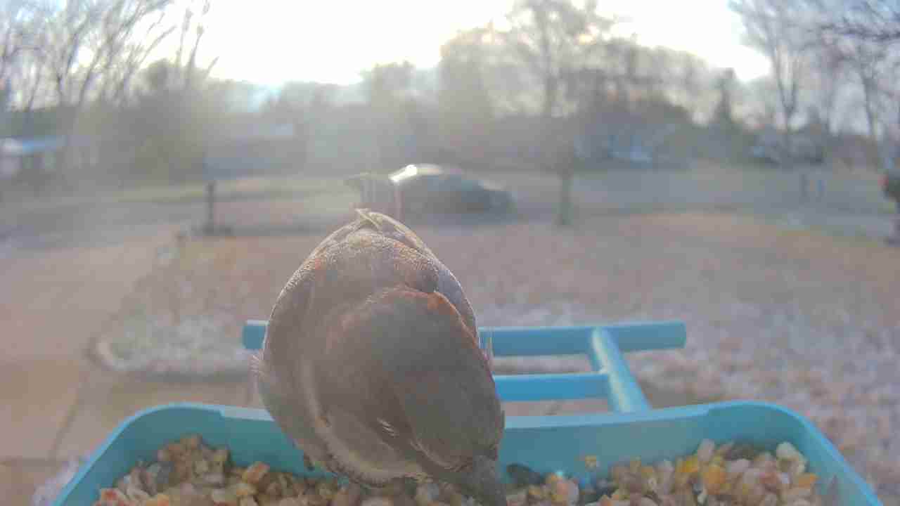 Bird at feeder