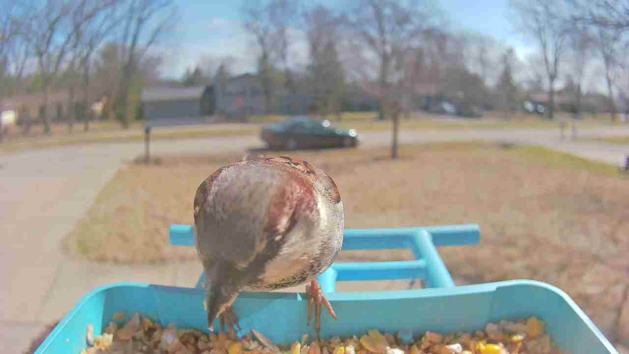 Bird at feeder