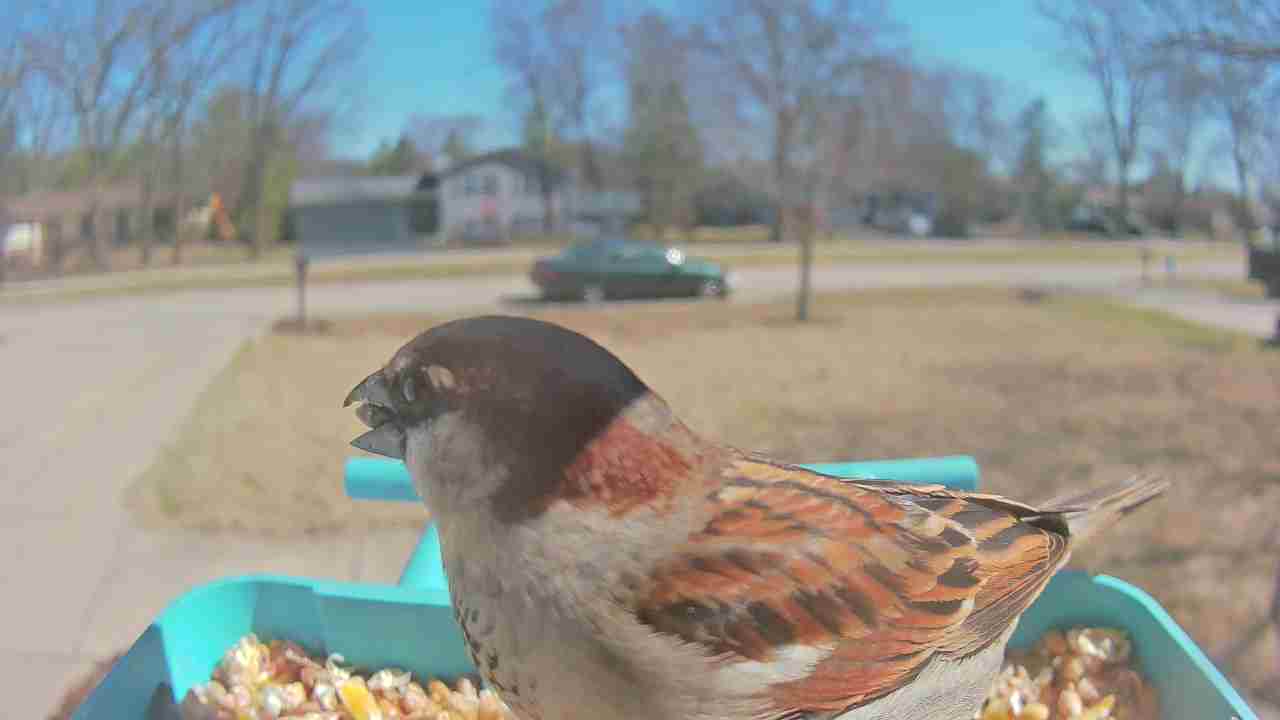 Bird at feeder